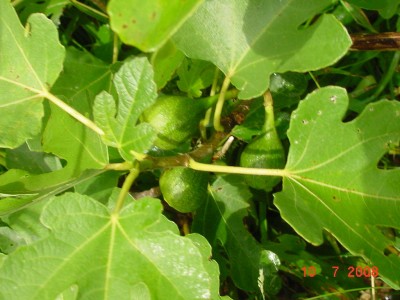 Feigen 0708.jpg