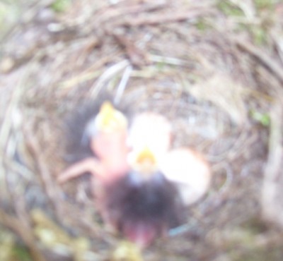 Bild 036m.jpg