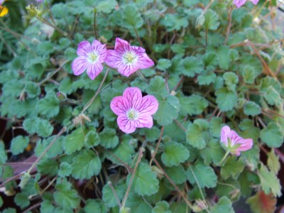 DSCF2102.JPG
