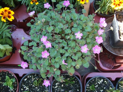 DSCF2101.JPG