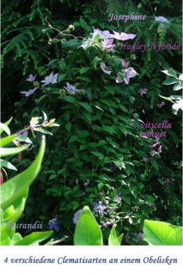 4erlei Clematis w.jpg