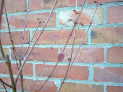 Pflanzen 080.jpg