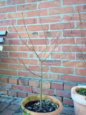 Pflanzen 079.jpg