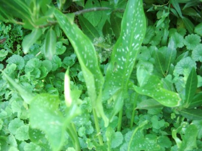 blumen tiere 008.jpg