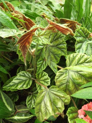 DSCF4416.JPG