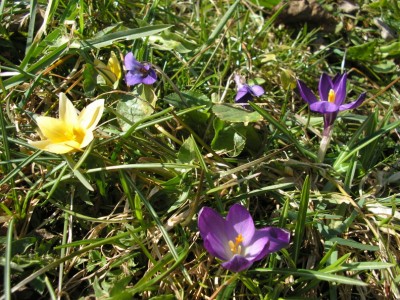 wiesenveilchenkrokusse.JPG