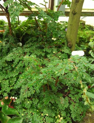 DSCF4408.JPG