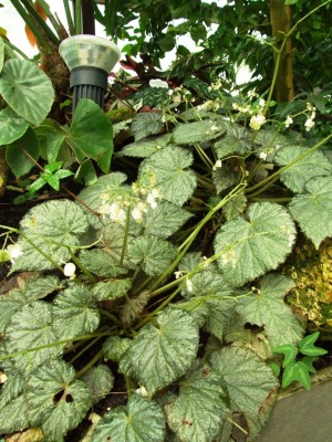 DSCF4402.JPG