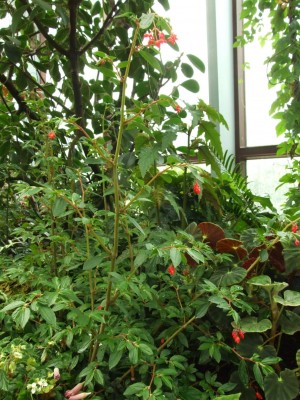 DSCF4426.JPG
