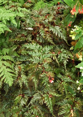 DSCF4438.JPG