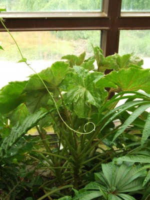 DSCF4434.JPG