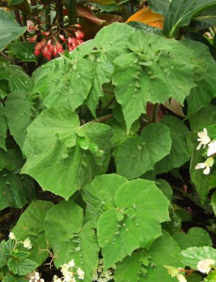 DSCF4445.JPG