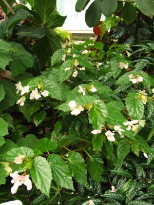 DSCF4443.JPG