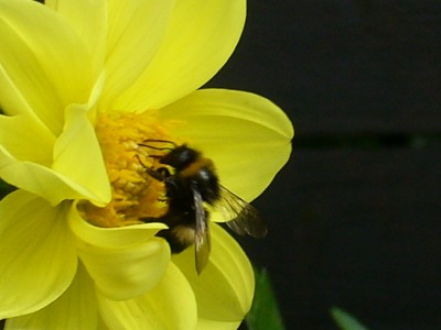 15.03.08 Dahlien 017.jpg
