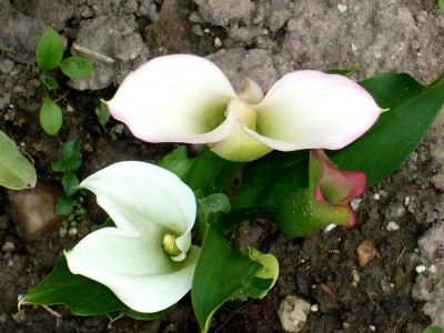 15.03.08 Dahlien 004.jpg