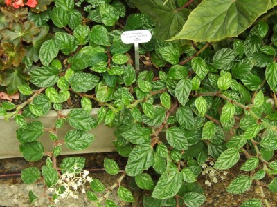 DSCF4455.JPG
