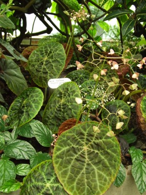DSCF4451.JPG