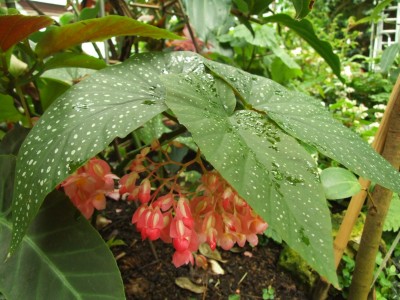 DSCF4449.JPG