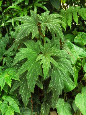 DSCF4464.JPG