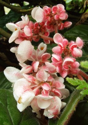 DSCF4469.JPG