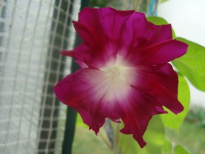 Prunkwinde Ipomoea purpurea (2).JPG