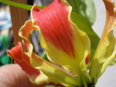 Juli 2008 002.jpg