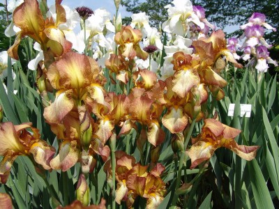 Iris barbata-elatior Realm .JPG