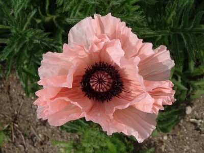 Papaver orientale3.JPG