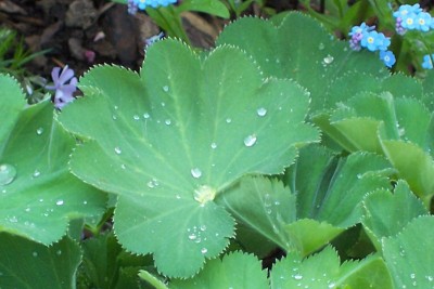 100_1076.JPG