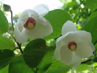 Magnolia x wiesneri3.JPG