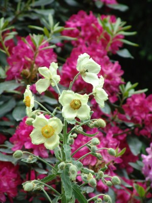 Meconopsis3.JPG