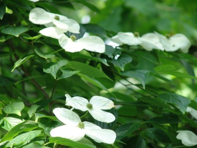 Cornus florida Galaxy.JPG