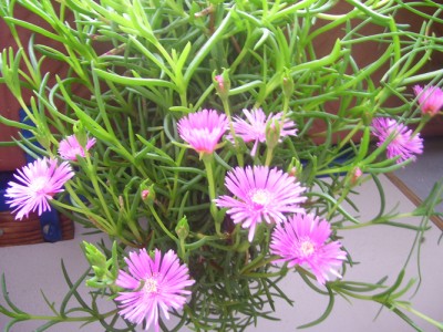 Kleine Prinzessin 015m.jpg