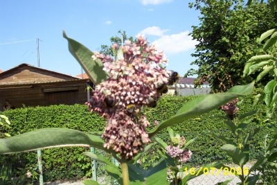 Green2_1545.JPG