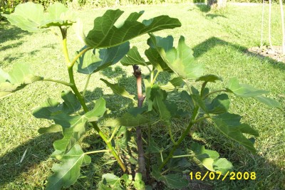 Green2_1541.JPG