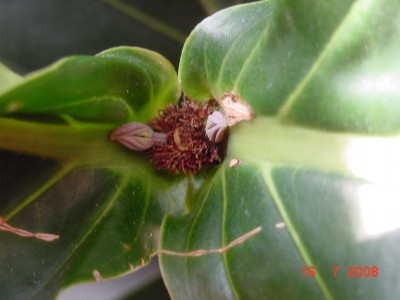 medinilla Pickel 0708.jpg