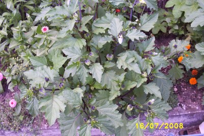 Green2_1537.JPG
