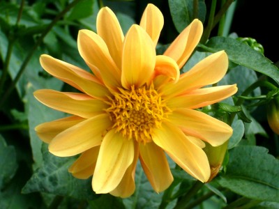 15.03.08 Dahlien 024.jpg