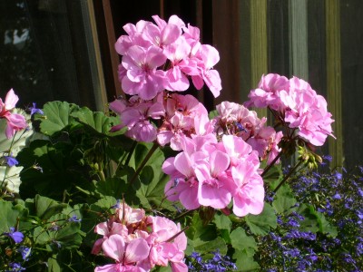 15.03.08 Dahlien 042.jpg