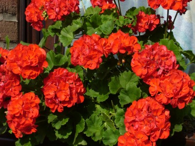 15.03.08 Dahlien 041.jpg