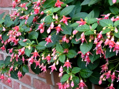 15.03.08 Dahlien 013.jpg