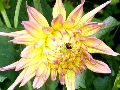 15.03.08 Dahlien 005.jpg