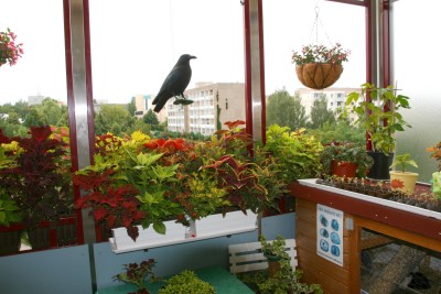balkon4.jpg