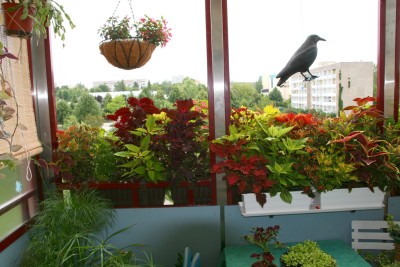 balkon3.jpg