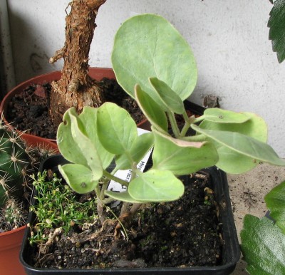 17.07.2008  Mirabilis multiflora.jpg