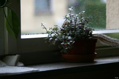 IMG_2476_1024x683.jpg