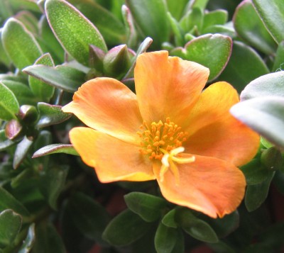 17.07.2008 Portulakröschen.jpg