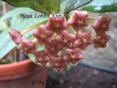 Hoya Lobbii Knospe.JPG