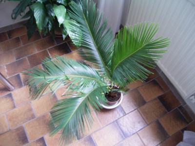 RIMG0132.JPG