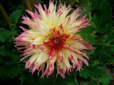 16.07.2008 dahlie namenlos.jpg